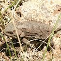 Greater Short Horned Lizard