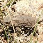 Greater Short Horned Lizard