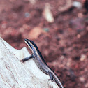 African Striped Skink