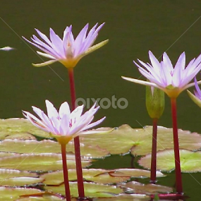 Once upon a Lily Pad by Susan Jennings - Flowers Flowers in the Wild