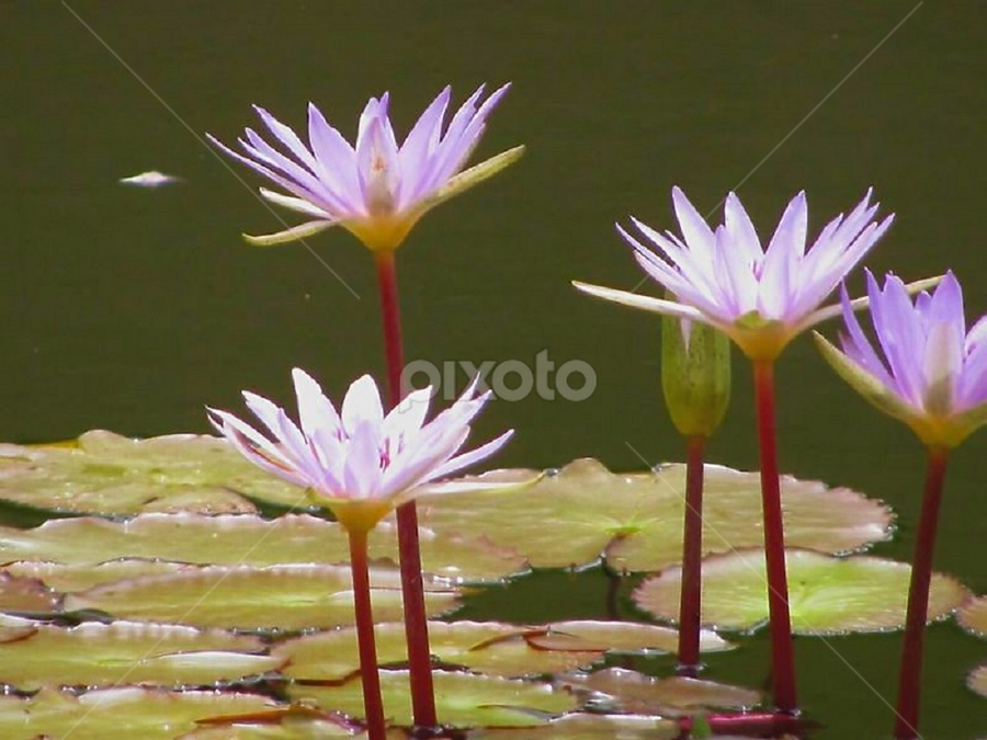 Once upon a Lily Pad by Susan Jennings - Flowers Flowers in the Wild