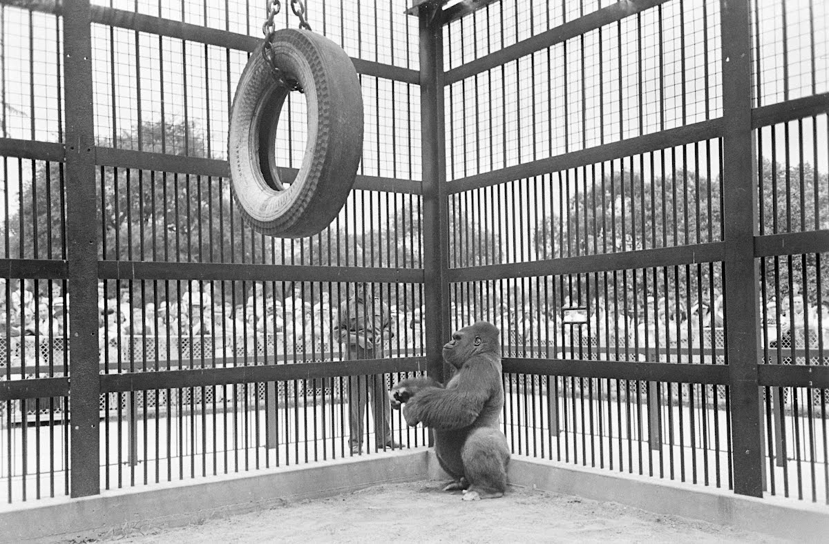 Bushman, Lincoln Park Zoo (Gorilla) Skadding