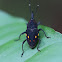 Epiphyte weevil