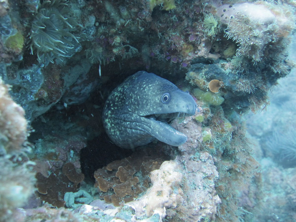 Mediterranean moray eel