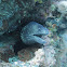 Mediterranean moray eel