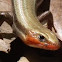 Five-Lined Skink (male)