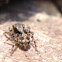 Jumping Spider