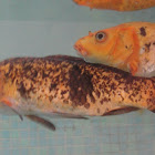 Koi-Carp