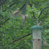 Birds arguing over feeder