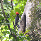 White bellied Woodpecker
