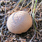 Common Earthball