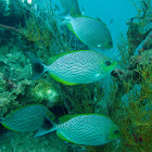 Java rabbitfish