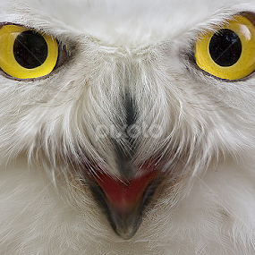 Give me your eyes by Stefano Ronchi - Animals Birds