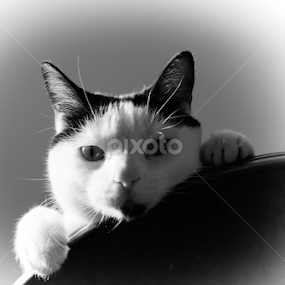 Here's Lookin' At You by Dallas Landriault - Animals - Cats Portraits