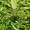 Green lynx spider (female)