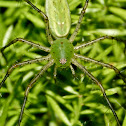Green lynx spider (female)