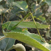 Fork-tailed Bush Katydid