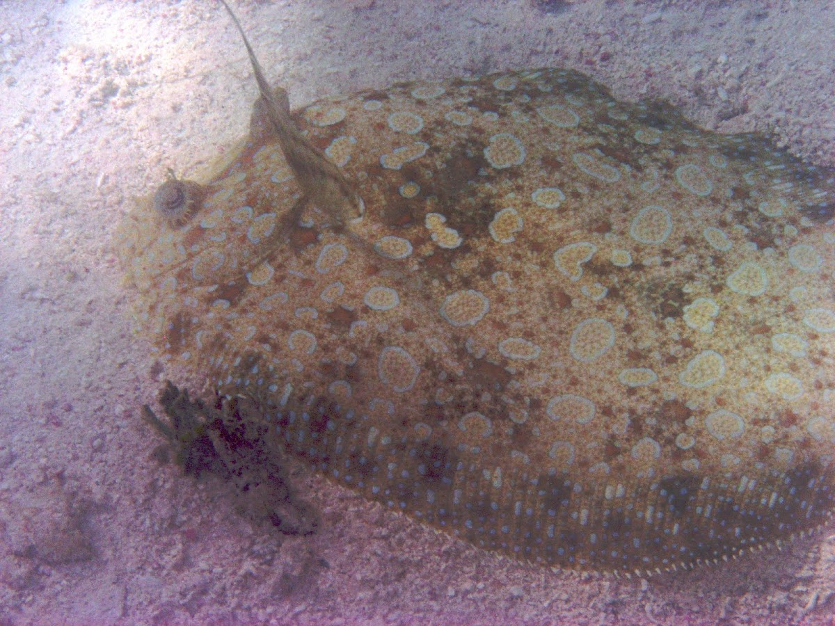 Peacock Flounder