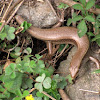 Common Sun Skink (East Indian Brown Skink)