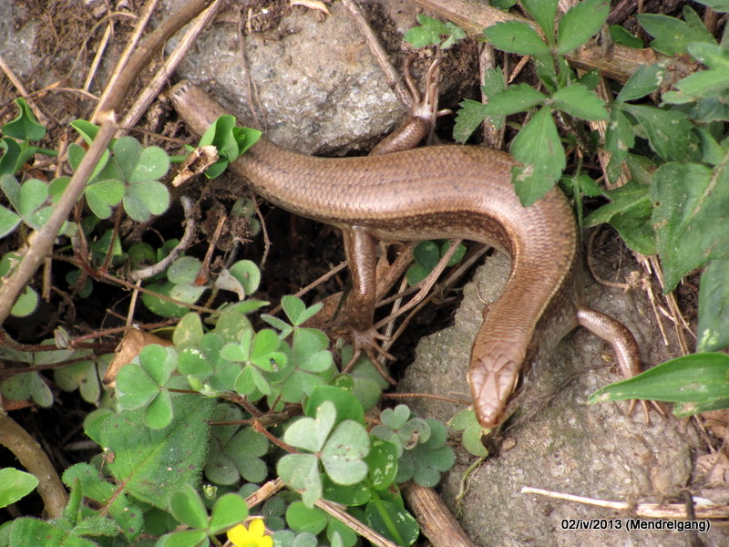 Common Sun Skink (East Indian Brown Skink)