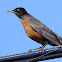 American Robin