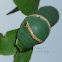 Common mormon caterpillar