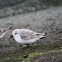 Sanderling