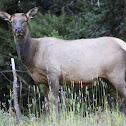 Elk cow