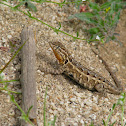 western side-blotched lizard