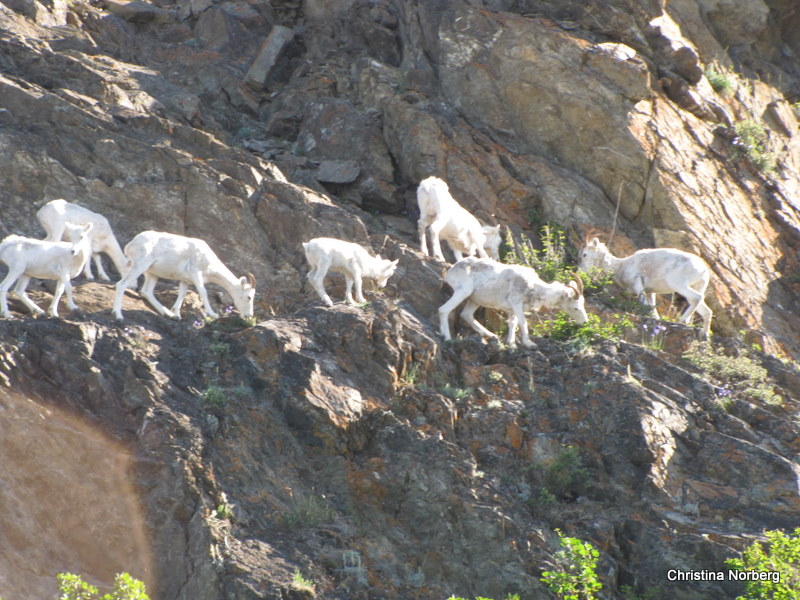 Dall Sheep