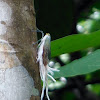 wax- tailed hopper