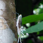 wax- tailed hopper
