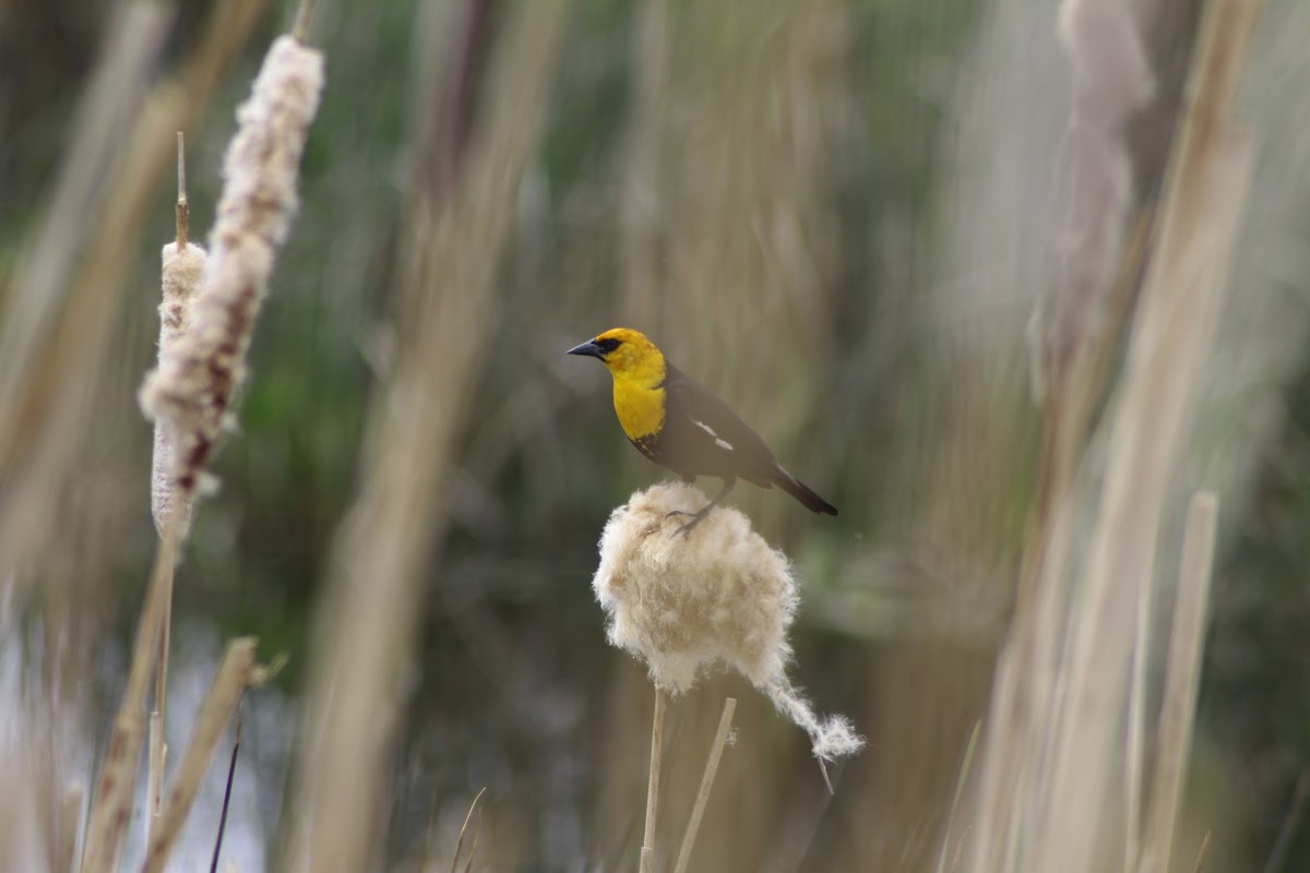 Yellow Headed Blackbird