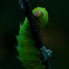 Polyphemus Moth (Caterpillar)