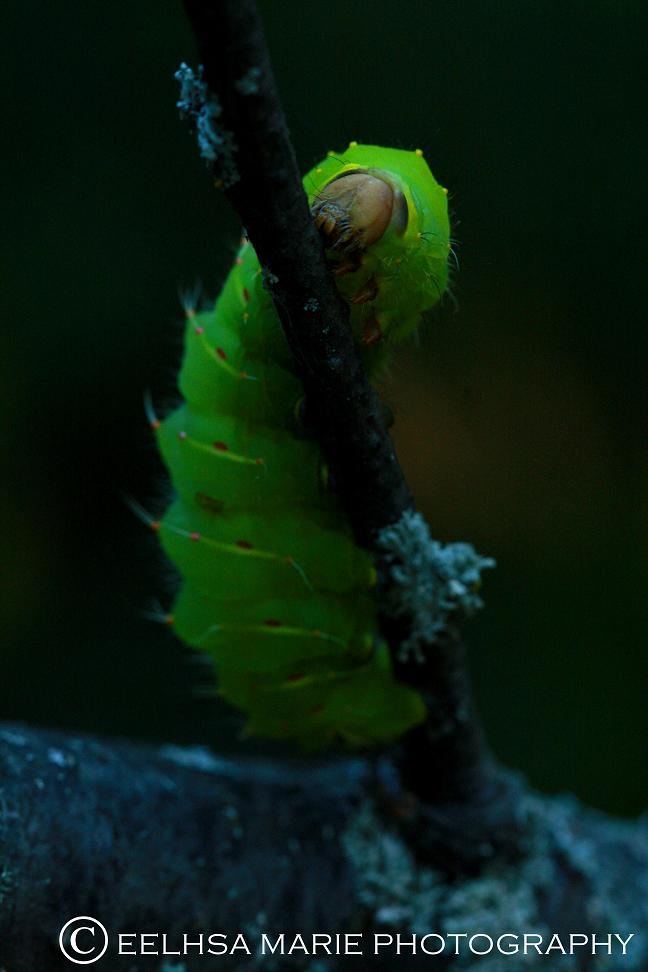 Polyphemus Moth (Caterpillar)