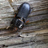 Horned passalus (aka Patent leather beetle)