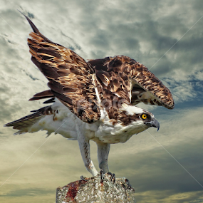 Landing osprey by Sandy Scott - Digital Art Animals