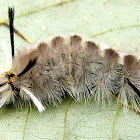 Banded Tussock Moth Caterpillar