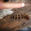 Urticating Anthelid Caterpillar