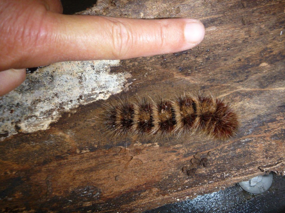 Urticating Anthelid Caterpillar