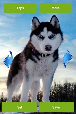 Snow Dogs Wallpapers