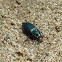 Metallic Green Ground Beetle