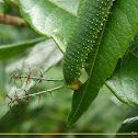 Godart's Numberwing or Pygas Eighty-eight caterpillar