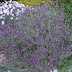 Lavender Best 7 Zone For