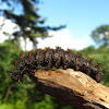 Inland Barrens Buckmoth (larva)