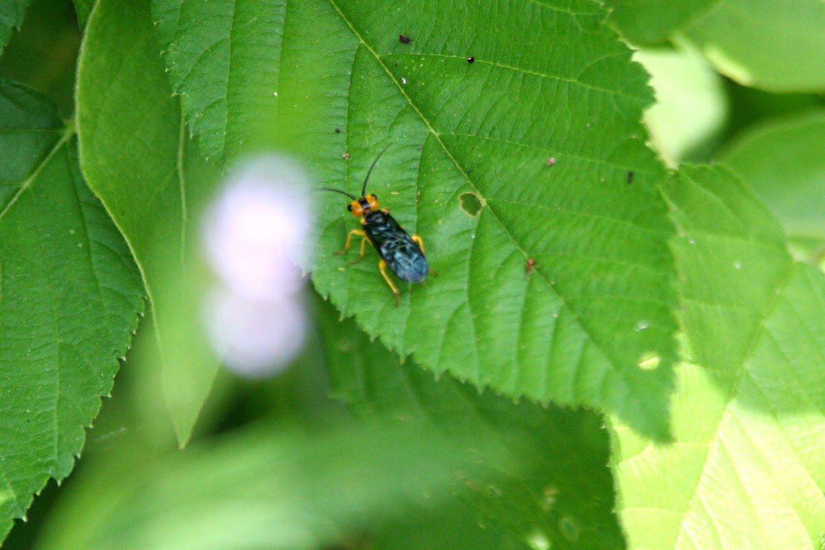 Sawfly