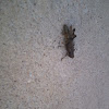 American Grasshoper