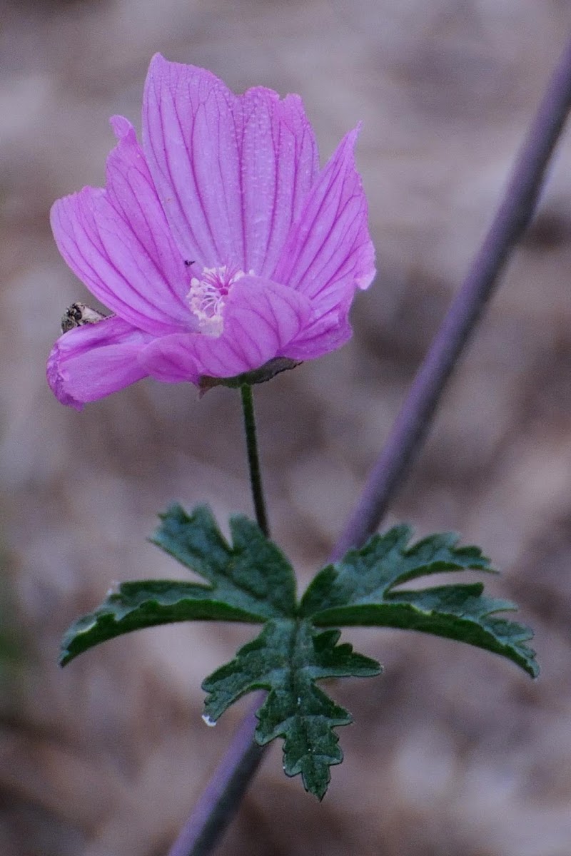 Greater Musk-mallow