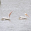 American White Pelican