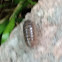 Pill bug